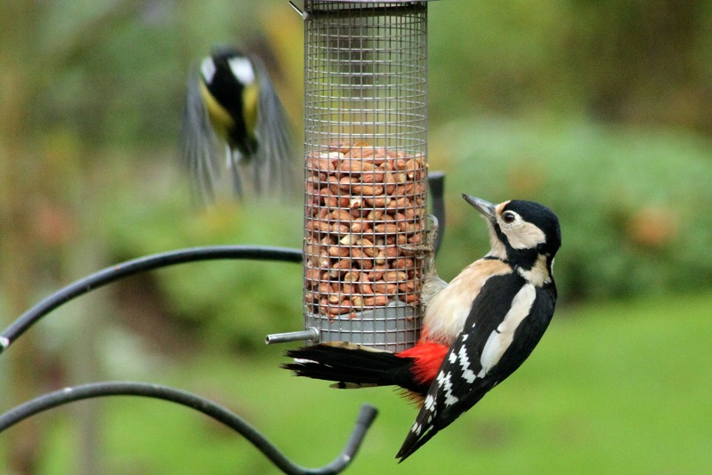 The Greater Spotted Woodpecker A Master of the Trees