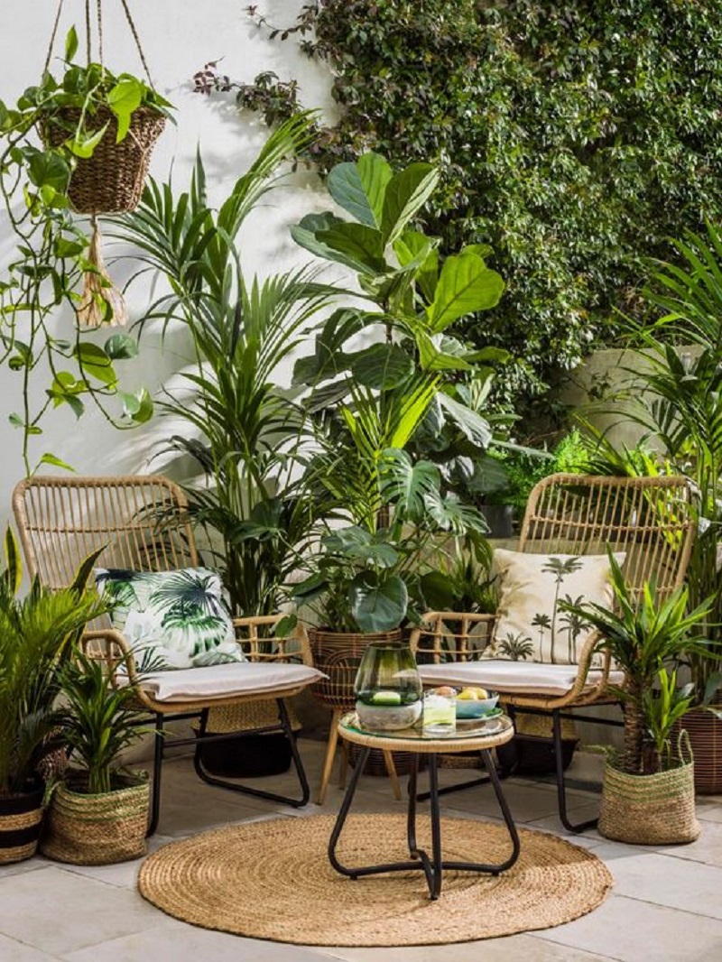 Embracing Indoor Greenery The Beauty of Houseplants